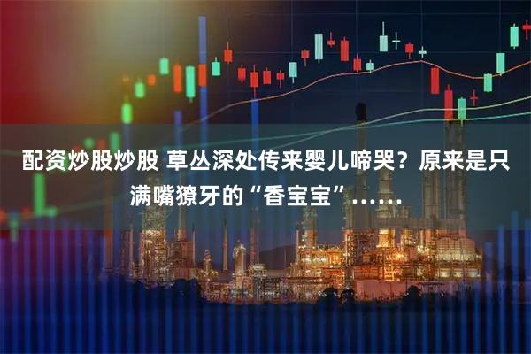 配资炒股炒股 草丛深处传来婴儿啼哭？原来是只满嘴獠牙的“香宝宝”……